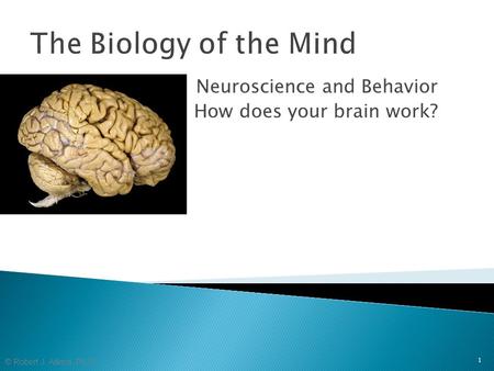© Robert J. Atkins, Ph.D. Neuroscience and Behavior How does your brain work? 1 The Biology of the Mind.