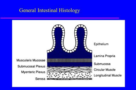 General Intestinal Histology. Activities of the Gastrointestinal Tract u Motility u Secretion u Digestion u Absorption.