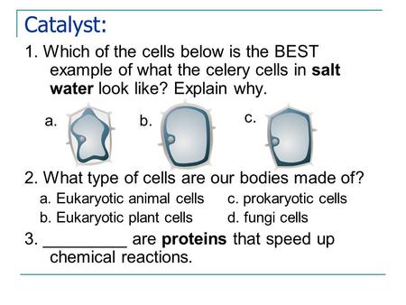 Catalyst: 1. Which of the cells below is the BEST example of what the celery cells in salt water look like? Explain why. 2. What type of cells are our.