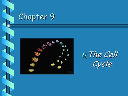Chapter 9 b The Cell Cycle. Cell Division: Key Terms b Genome: cell’s genetic information b Somatic (body cells) cells b Gametes (germ cells): sperm and.