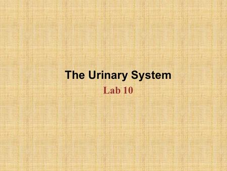 The Urinary System Lab 10.