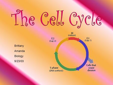 Brittany Amanda Biology 9/23/03. In this presentation, all of the phases of the cell cycle will be covered. We will start with the G1 phase and continue.