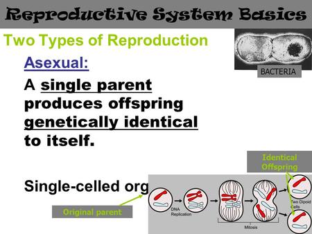 Reproductive System Basics