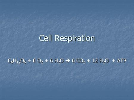 Cell Respiration C 6 H 12 O 6 + 6 O 2 + 6 H 2 O  6 CO 2 + 12 H 2 O + ATP.
