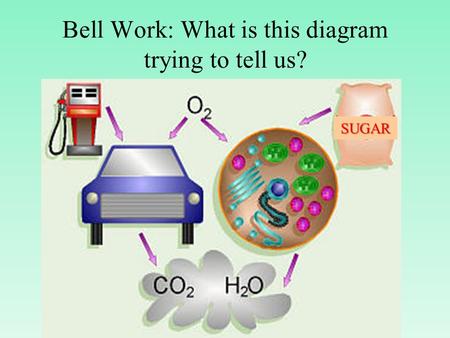 Bell Work: What is this diagram trying to tell us? SUGAR.