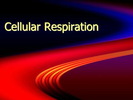 Cellular Respiration. Introduction  Before food can be used to perform work, its energy must be released through the process of respiration.  Two main.
