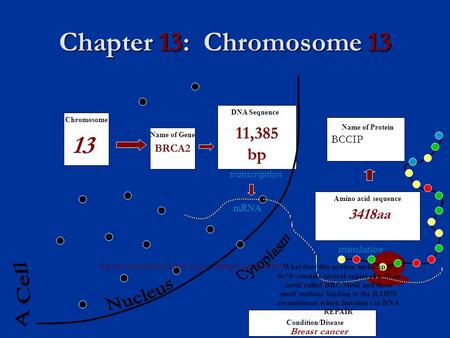 Chapter 13: Chromosome 13 BCCIP mRNA transcription translation Amino acid sequence Name of Protein DNA Sequence Name of Gene Chromosome What does this.