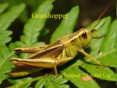 Grasshopper Arthropod: “Jointed Leg”. Classification Common Name: Grasshopper Scientific Name: Romalea Phylum: Arthropoda Class: Insecta Other Classification: