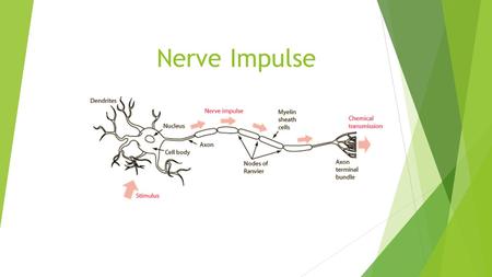 Nerve Impulse. A nerve impulse is an impulse from another nerve or a stimulus from a nerve receptor. A nerve impulse causes:  The permeability of the.