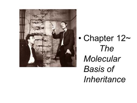 Chapter 12~ The Molecular Basis of Inheritance. 12.1 The Genetic Material Frederick Griffith investigated virulence of Streptococcus pneumoniae  Concluded.