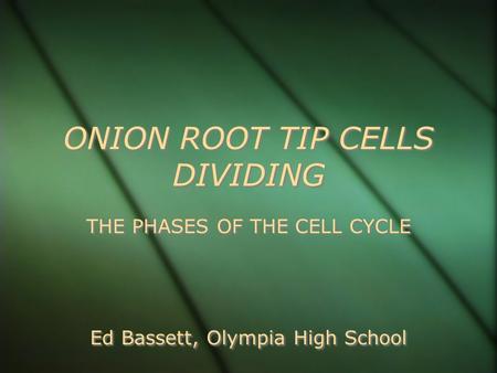 ONION ROOT TIP CELLS DIVIDING THE PHASES OF THE CELL CYCLE Ed Bassett, Olympia High School THE PHASES OF THE CELL CYCLE Ed Bassett, Olympia High School.