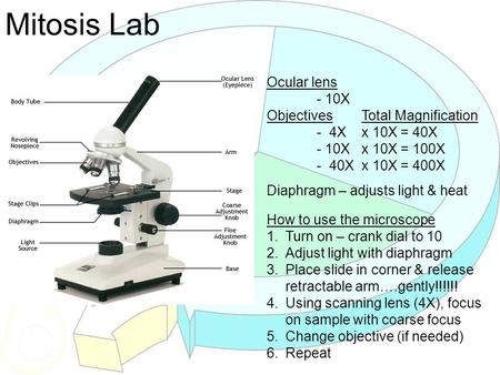 Mitosis Lab Ocular lens - 10X Objectives - 4X - 10X - 40X Total Magnification x 10X = 40X x 10X = 100X x 10X = 400X Diaphragm – adjusts light & heat How.