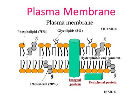 Plasma Membrane. Pre-Assessment 1.Which of the following statements concerning membrane proteins is incorrect? A.They can act as a channel, allowing the.