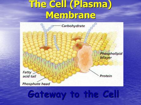 The Cell (Plasma) Membrane Gateway to the Cell. Functions of Cell Membrane 1. Protective barrier 2. 2. Regulates transport in & out of cell (selectively.