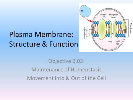 Plasma Membrane: Structure & Function Objective 2.03: Maintenance of Homeostasis Movement Into & Out of the Cell.