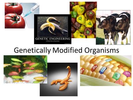 Genetically Modified Organisms. Genetically Modified? GM (genetically modified) refers to special technologies that alter the DNA of organisms such as.