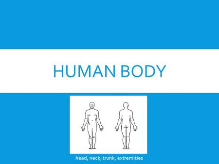 Human Body head, neck, trunk, extremities.