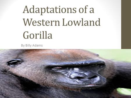 Adaptations of a Western Lowland Gorilla By Billy Adams.