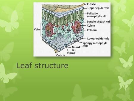Leaf structure. What functions do the cells in a leaf need to perform?  Leaf is a plant organ.  Cells are specialized so that form matches function.