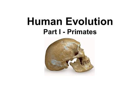 Human Evolution Part I - Primates. “To understand the story of evolution, we must understand both our ancestors and our relationships to our closest living.