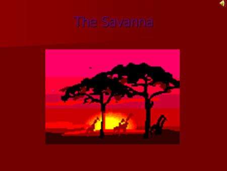 The Savanna Average rainfall The average rainfall in the Savanna is 20 to 47 inches a year. The average rainfall in the Savanna is 20 to 47 inches a.