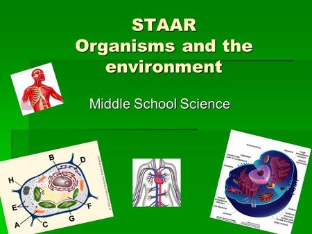 STAAR Organisms and the environment Middle School Science.