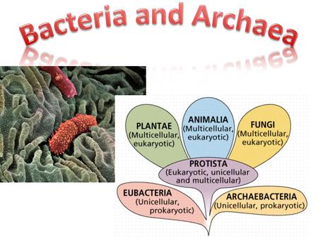 Bacteria and Archaea.