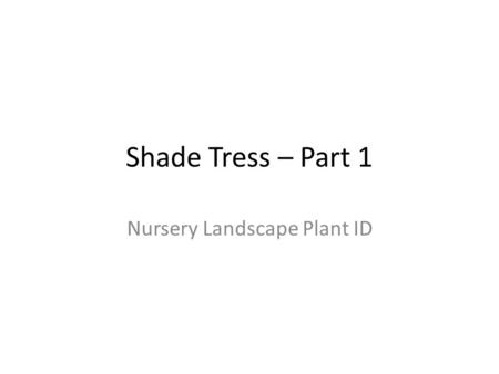 Shade Tress – Part 1 Nursery Landscape Plant ID. Shade Trees Bald Cypress Ginkgo Honey Locust Japanese Maple Little Leaf Linden Northern Red Oak Norway.