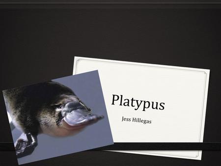 Platypus Jess Hillegas. What it looks like 0 The platypus is a mix of a duck, beaver, and otter. 0 It has a ducks webbed feet and bill 0 It has an otters.