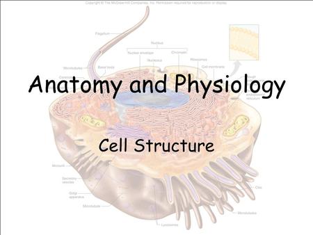 Anatomy and Physiology Cell Structure. Structure selectively permeableCell (plasma) membrane - The selectively permeable outer boundary of a cell consisting.