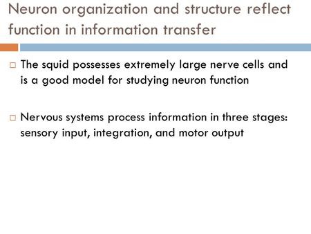 Neuron organization and structure reflect function in information transfer The squid possesses extremely large nerve cells and is a good model for studying.