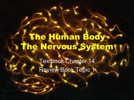 The Human Body The Nervous System