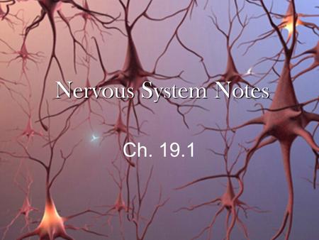 Nervous System Notes Ch. 19.1. Functions of the Nervous System The nervous system receives information about what is happening both inside and outside.