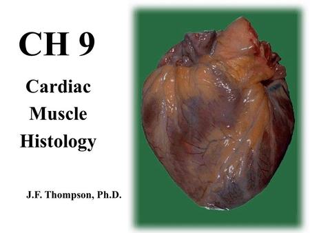 CH 9 Cardiac Muscle Histology J.F. Thompson, Ph.D.