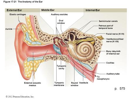 © 2012 Pearson Education, Inc. Figure 17-21 The Anatomy of the Ear External Ear Elastic cartilages Auricle External acoustic meatus Tympanic membrane Tympanic.