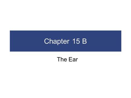Chapter 15 B The Ear.  The External Ear  Auricle  Surrounds entrance to external acoustic meatus  Protects opening of canal  Provides directional.