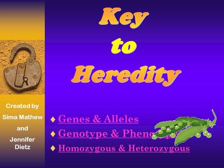  Genes & AllelesGenes & Alleles  Genotype & PhenotypeGenotype & Phenotype  Homozygous & Heterozygous Homozygous & Heterozygous Created by Sima Mathew.