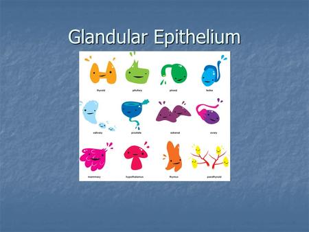 Glandular Epithelium. Glandular epithelium is more complex and varied than the epithelial cells which cover surfaces or line tubules or vessels. Glandular.