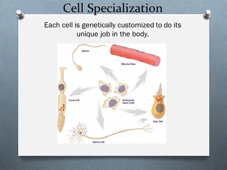 Cell Specialization Each cell is genetically customized to do its unique job in the body.