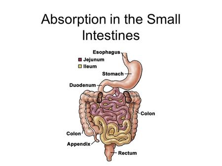 Absorption in the Small Intestines. IB Assessment Statement H.3.1 Draw and label a diagram showing a transverse section of the ileum as seen under a light.