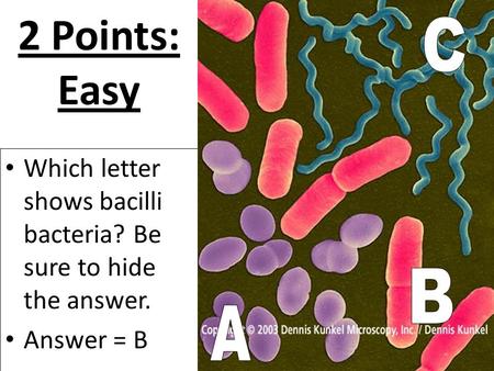 2 Points: Easy Which letter shows bacilli bacteria? Be sure to hide the answer. Answer = B.