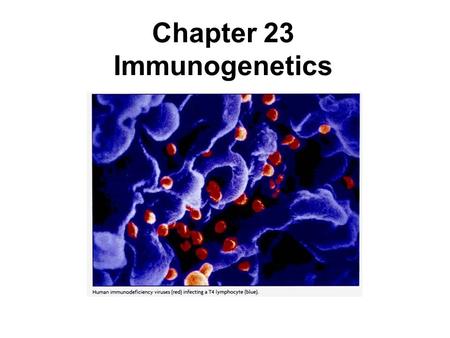 Chapter 23 Immunogenetics. The immune response in mammals involves three steps: 1.Recognition of the foreign substance 2.Communication of this recognition.