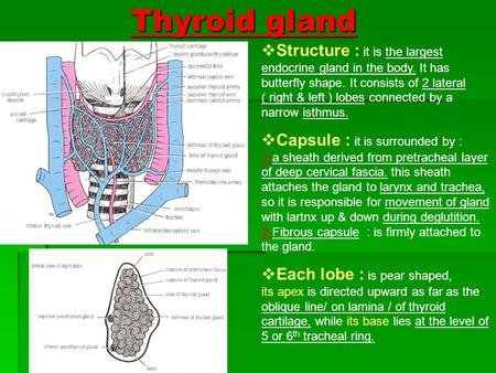 Thyroid gland Structure : it is the largest endocrine gland in the body. It has butterfly shape. It consists of 2 lateral ( right & left.