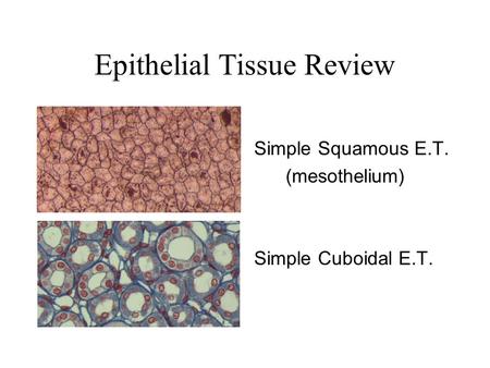 Epithelial Tissue Review Simple Squamous E.T. (mesothelium) Simple Cuboidal E.T.