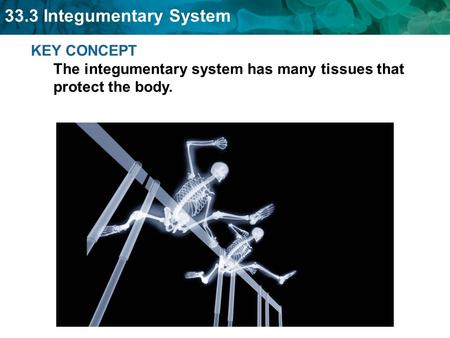 33.3 Integumentary System KEY CONCEPT The integumentary system has many tissues that protect the body.