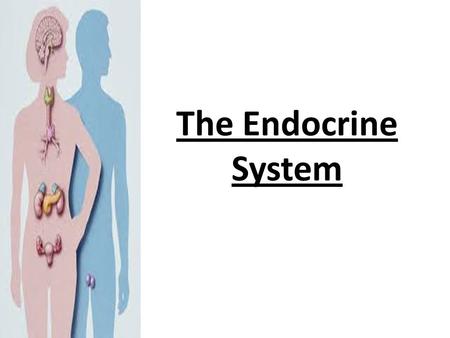 The Endocrine System. What is the Endocrine System? Definition: a system of the body which consists of glands that release substances (hormones) into.