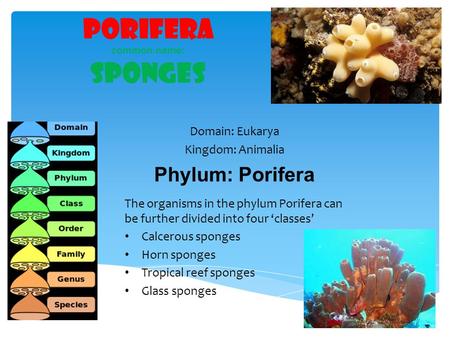 Porifera common name: Sponges