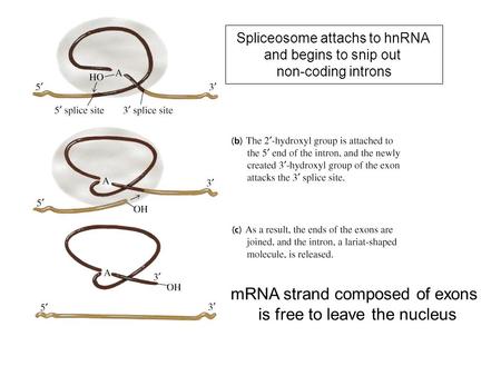 Spliceosome attachs to hnRNA and begins to snip out non-coding introns mRNA strand composed of exons is free to leave the nucleus.
