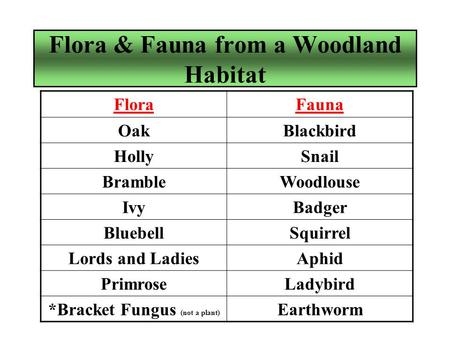 Flora & Fauna from a Woodland Habitat