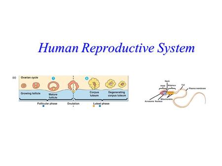 Human Reproductive System. Gametogenesis Occurs in the gonads (ovaries and testes) Meiosis that results in the production of gametes (haploid) from germ.